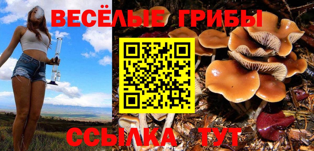 Гатчина  Галлюциногенные грибы ЛСД  Вход с VPN  Галлюциногенные грибы мицелий 